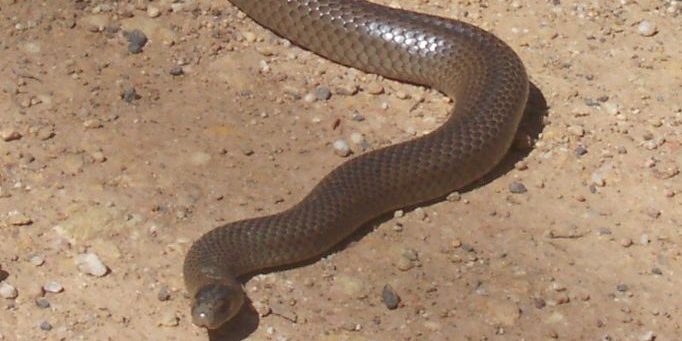 Murraylands Snake Catcher